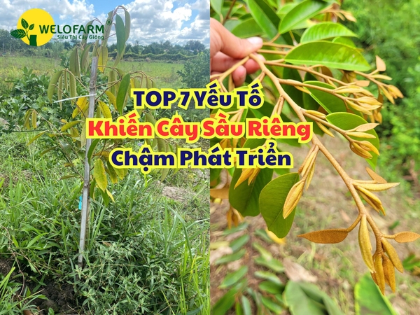 ⚡ TOP 7 Yếu Tố Khiến Cây Sầu Riêng Chậm Phát Triển và Giải Pháp