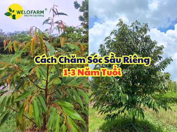 CÁCH CHĂM SÓC SẦU RIÊNG 1 – 3 NĂM TUỔI NHANH PHÁT TRIỂN