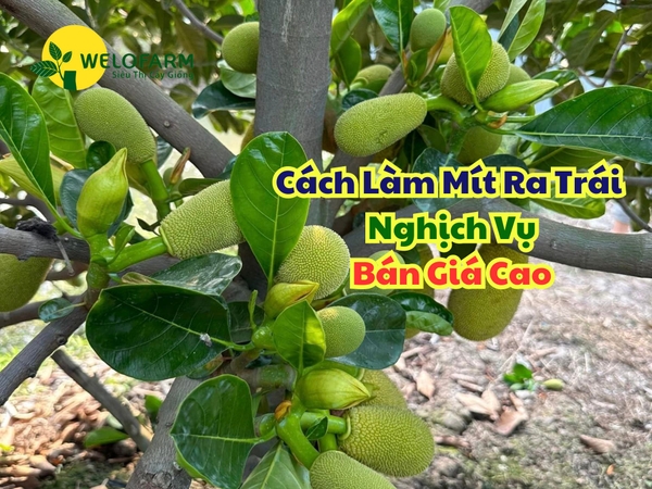 Cách Làm Bông Mít Nghịch Vụ Bán Giá Cao