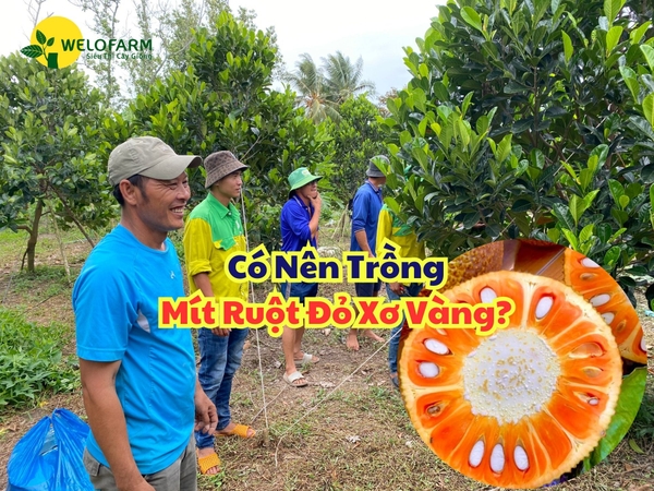 Có Nên Trồng Mít Ruột Đỏ?