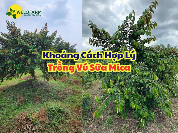 Khoảng Cách Hợp Lý Trồng Vú Sữa Mica