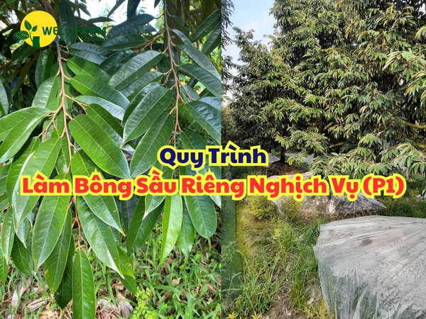 Các Bước Chuẩn Bị Làm Bông Sầu Riêng Nghịch Vụ (Phần 1)