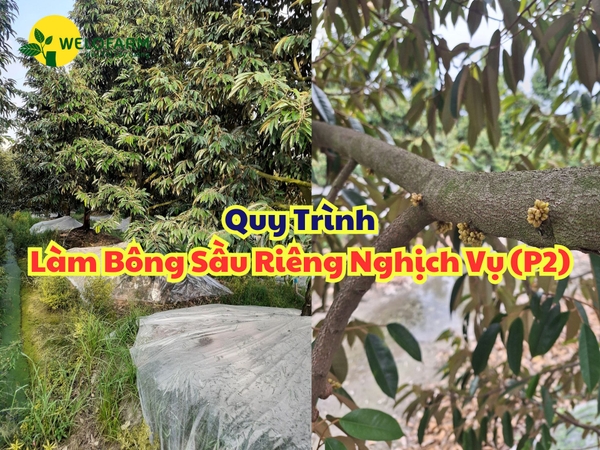 Quy Trình Làm Bông Sầu Riêng Nghịch Vụ (Phần 2)