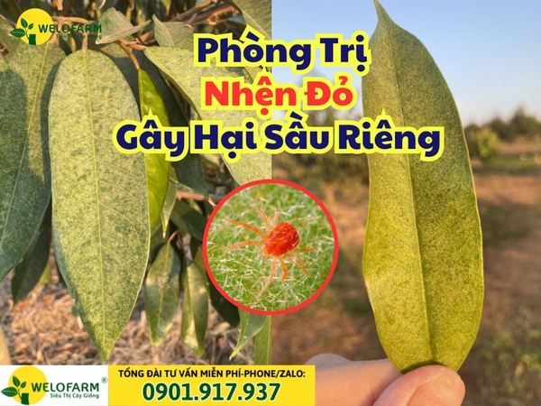 Cách Trị Nhện Đỏ Hại Sầu Riêng Hiệu Quả