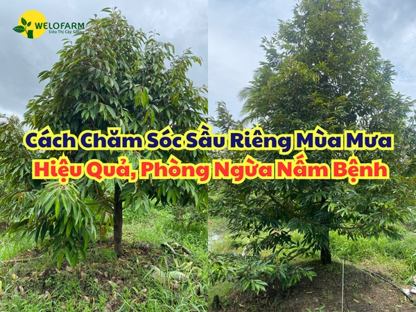 Cách Chăm Sóc Sầu Riêng Mùa Mưa Hiệu Quả - Ngừa Nấm Bệnh