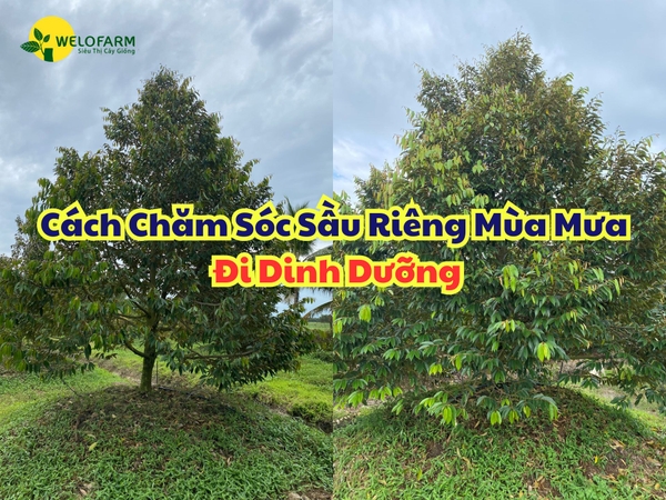 Cách Chăm Sóc Sầu Riêng Mùa Mưa (Phần 2) – Đi  Dinh Dưỡng