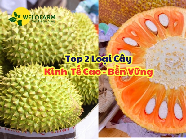 Top 2 Loại Cây Kinh Tế Cao Và Bền Vững