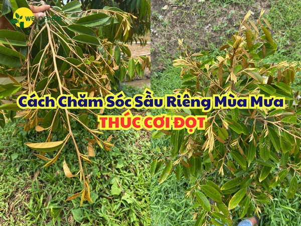 Cách chăm sóc sầu riêng mùa mưa - THÚC CƠI ĐỌT