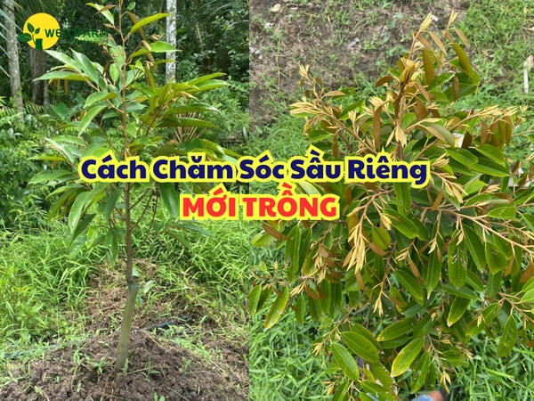 Cách Chăm Sóc Sầu Riêng Mới Trồng Nhanh Phát Triển