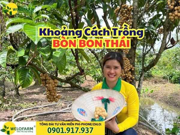 KHOẢNG CÁCH TRỒNG BÒN BON THÁI HỢP LÝ 