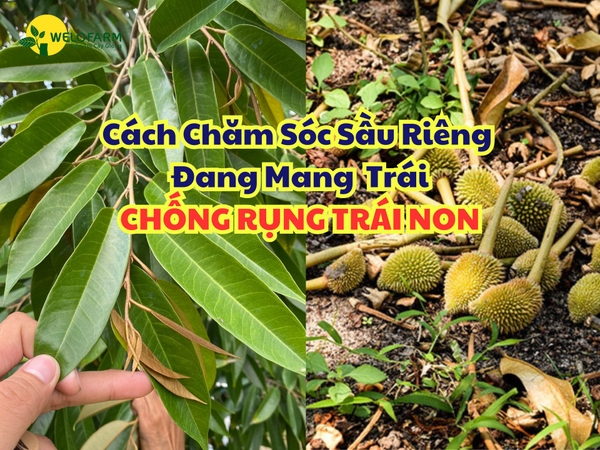 Cách Chăm Sóc Sầu Riêng Đang Mang Trái - Chống Rụng Trái Non