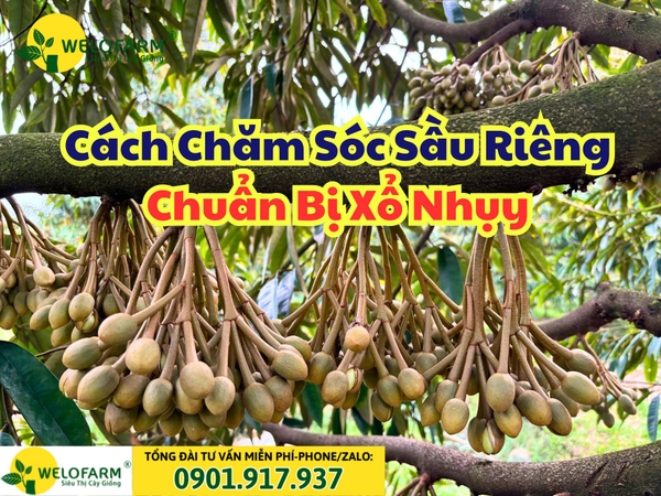 Cách Chăm Sóc Sầu Riêng Chuẩn Bị Xổ Nhụy