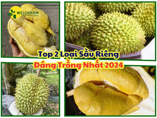 Điểm Danh 2 Loại Sầu Riêng Đáng Trồng Nhất 2024