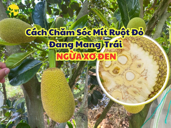 Cách Chăm Sóc Mít Ruột Đỏ Đang Mang Trái – Ngừa Xơ Đen