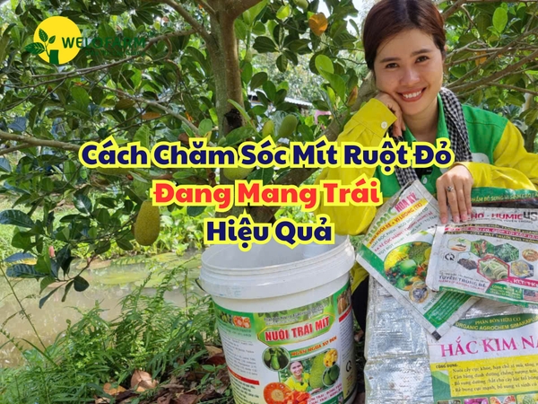 Cách Chăm Sóc Mít Ruột Đỏ Đang Mang Trái Hiệu Quả