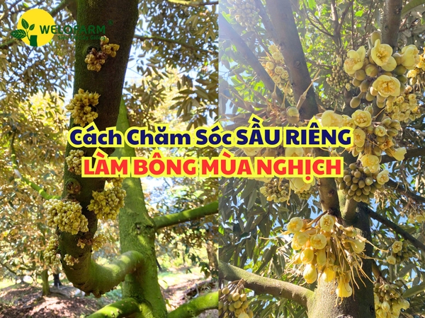 Cách Chăm Sóc SẦU RIÊNG LÀM BÔNG MÙA NGHỊCH – Dưỡng Bông – Ngừa Sâu Hại