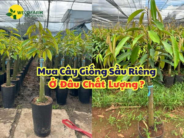 Mua Cây Giống Sầu Riêng Ở Đâu Chât Lượng?