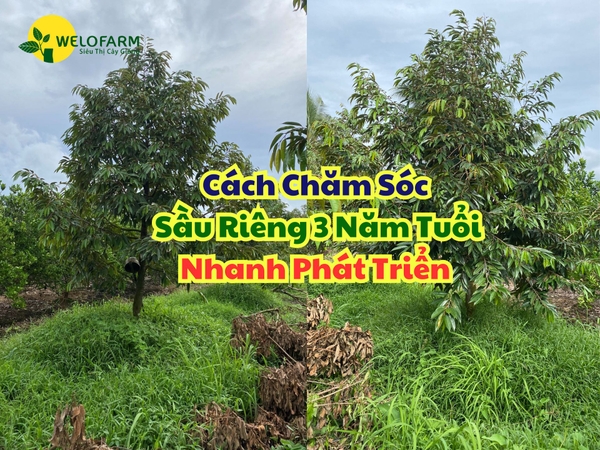 Cách Chăm Sóc Sầu Riêng 3 Năm Tuổi Nhanh Phát Triển