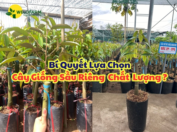 Bí Quyết Chọn Cây Giống Sầu Riêng Chất Lượng