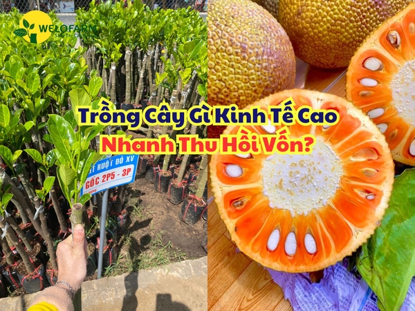 TRỒNG CÂY GÌ KINH TẾ CAO, NHANH THU HỒI VỐN?