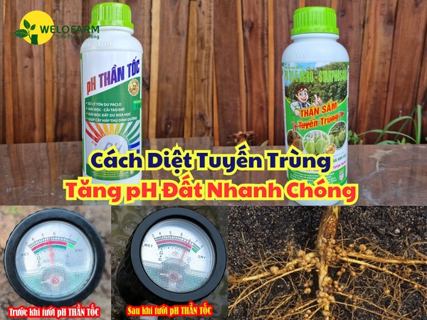 Cách Ngừa Và Trị Tuyến Trùng – Tăng pH Đất Nhanh Chóng