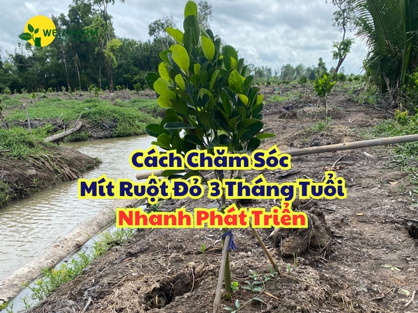 Cách Chăm Sóc MÍT RUỘT ĐỎ 3 THÁNG TUỔI Nhanh Phát Triển