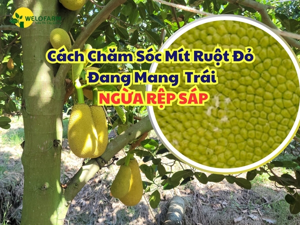 Cách Chăm Sóc Mít Ruột Đỏ Đang Mang Trái – Trị Rệp Sáp