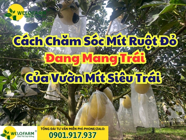 Cách Chăm Sóc Mít Ruột Đỏ Đang Mang Trái Của VƯỜN MÍT SIÊU TRÁI Tại Miền Tây