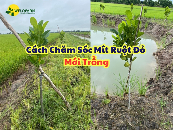 Cách Chăm Sóc Mít Ruột Đỏ Mới Trồng