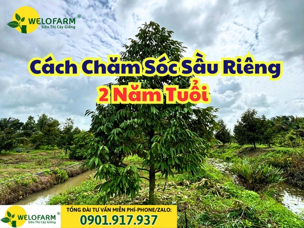 Cách Chăm Sóc Sầu Riêng 2 Năm Tuổi Nhanh Phát Triển