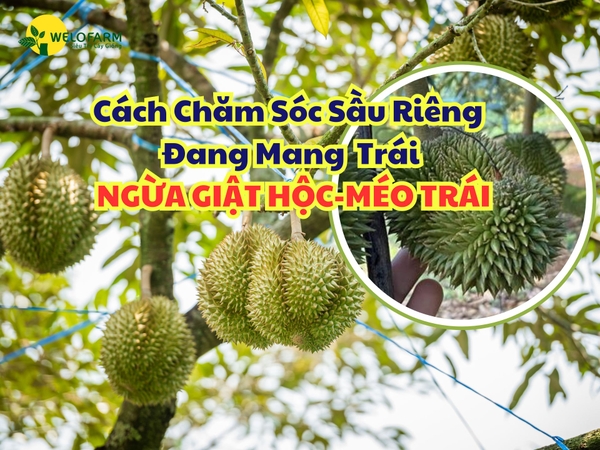 Cách Chăm Sóc Sầu Riêng Đang Mang Trái – Ngừa Giật Hộc, Méo Trái?
