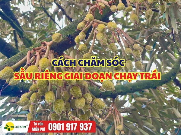 Cách Chăm Sóc Sầu Riêng Giai Đoạn Chạy Trái