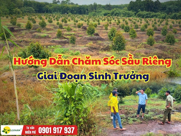 Cách Chăm Sóc Sầu Riêng Giai Đoạn Sinh Trưởng Giúp Cây Phát Triển Khỏe, Ra Đọt Đồng Đều