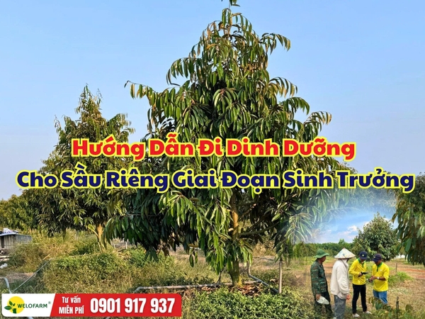 Cách Chăm Sóc Sầu Riêng Giai Đoạn Sinh Trưởng Giúp Cây Khỏe, Đọt Mạnh, Bộ Rễ Phát Triển Bền Vững