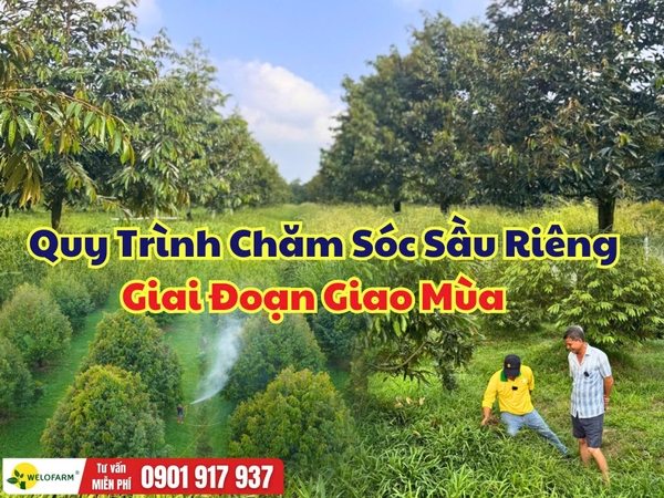 Cách Chăm Sóc Sầu Riêng Giai Đoạn Giao Mùa Giúp Cây Khỏe, Ra Đọt Đồng Đều