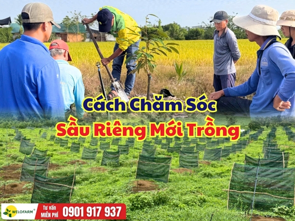 Cách Chăm Sóc Sầu Riêng Mới Trồng Giúp Cây Nhanh Bén Rễ, Ra Đọt Khỏe