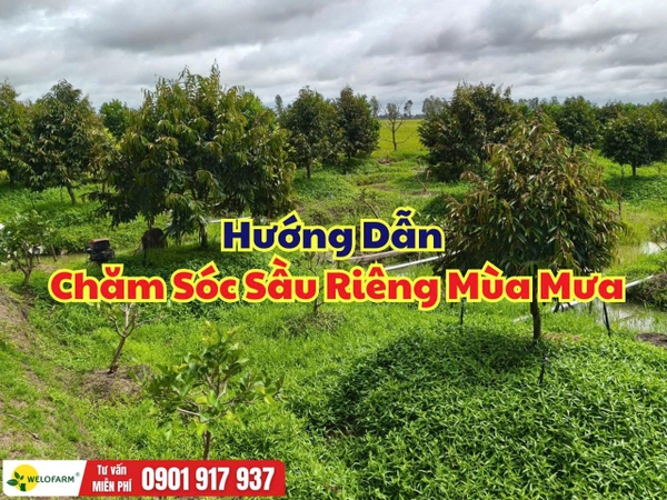 Cách Chăm Sóc Sầu Riêng Mùa Mưa Giúp Cây Khỏe, Hạn Chế Vàng Lá Và Thối Rễ