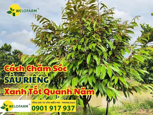 🌳 Cách Chăm Sóc Sầu Riêng Xanh Tốt Quanh Năm