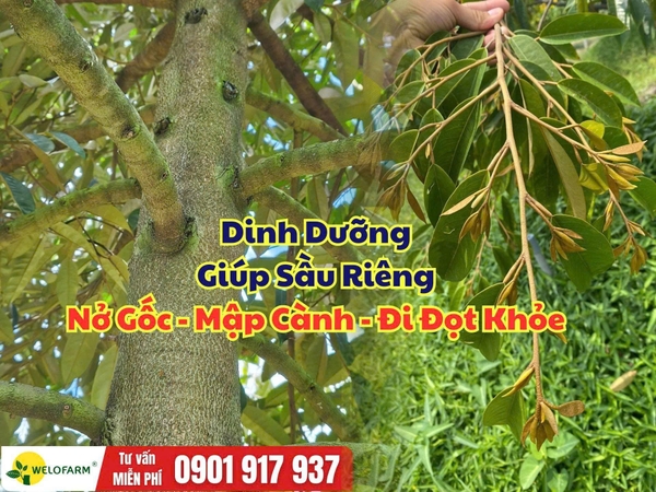 Cách chăm sóc sầu riêng giúp gốc nở, cành mập, đọt khỏe