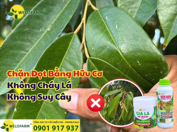 ⚡ Cách Chặn Đọt Sầu Riêng An Toàn Trong Mùa Mưa – Không Cháy Lá, Không Suy Cây