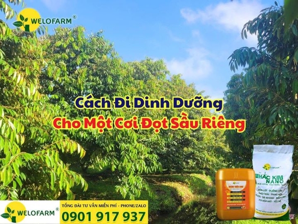 Cách Đi Dinh Dưỡng Cho 1 Cơi Đọt Sầu Riêng Đúng Chuẩn Giúp Đọt Đi Đồng Loạt