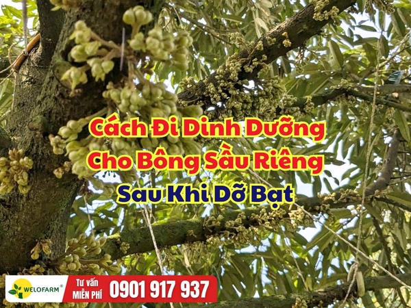 🌸 Cách Đi Dinh Dưỡng Cho Bông Sầu Riêng Sau Khi Dỡ Bạt