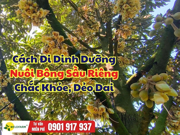 Dinh Dưỡng Nuôi Bông Sầu Riêng Chắc Khỏe, Dẻo Dai