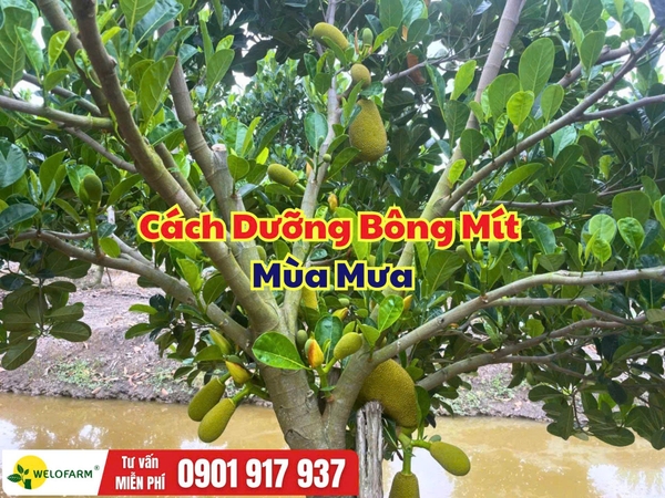 Cách Dưỡng Bông Mít Mùa Mưa Giúp Bông Mập Khỏe, Hạn Chế Xơ Đen