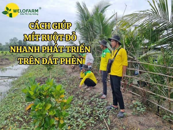 Cách Giúp MÍT RUỘT ĐỎ Thích Nghi Và Phát Triển Trên ĐẤT PHÈN