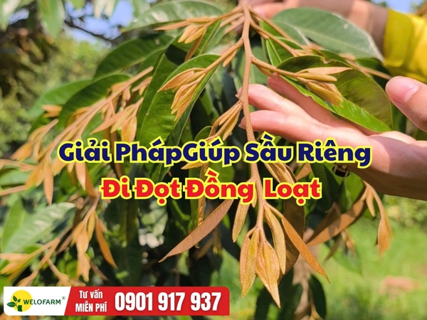 Cách Giúp Sầu Riêng Đi Đọt Đồng Loạt – Đánh Thức Cả Đọt Nách