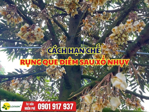 CÁCH HẠN CHẾ RỤNG QUE DIÊM SAU XỔ NHỤY