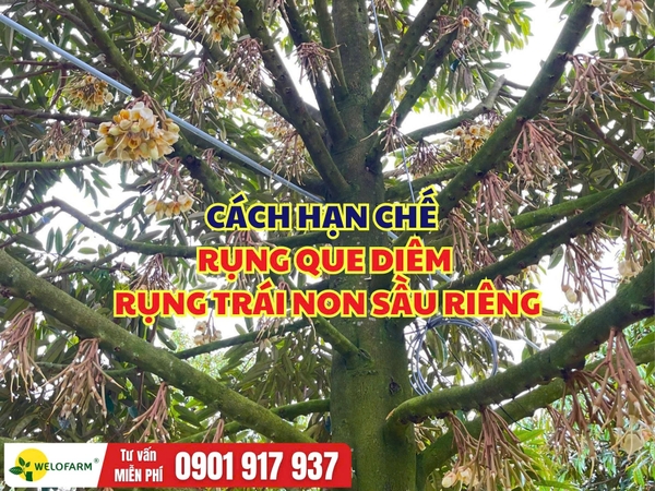 Cách Hạn Chế Rụng Que Diêm Sầu Riêng – Giúp Trái Non Phát Triển Ổn Định