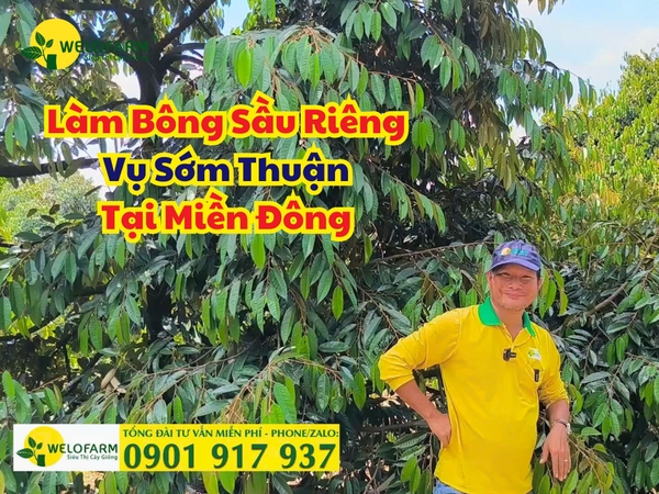 🌸 Hướng Dẫn Chi Tiết Quy Trình Làm Bông Sầu Riêng Tại Miền Đông