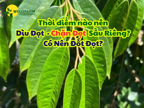 ⁉ Thời Điểm Nào Nên Chặn Đọt – Dìu Đọt Sầu Riêng? Có Nên Đốt Đọt?